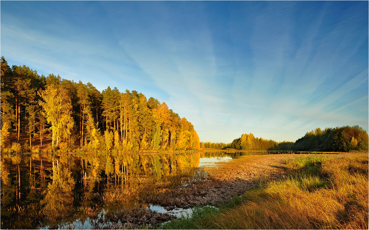 photo "***" tags: landscape, autumn, birches, forest, grass