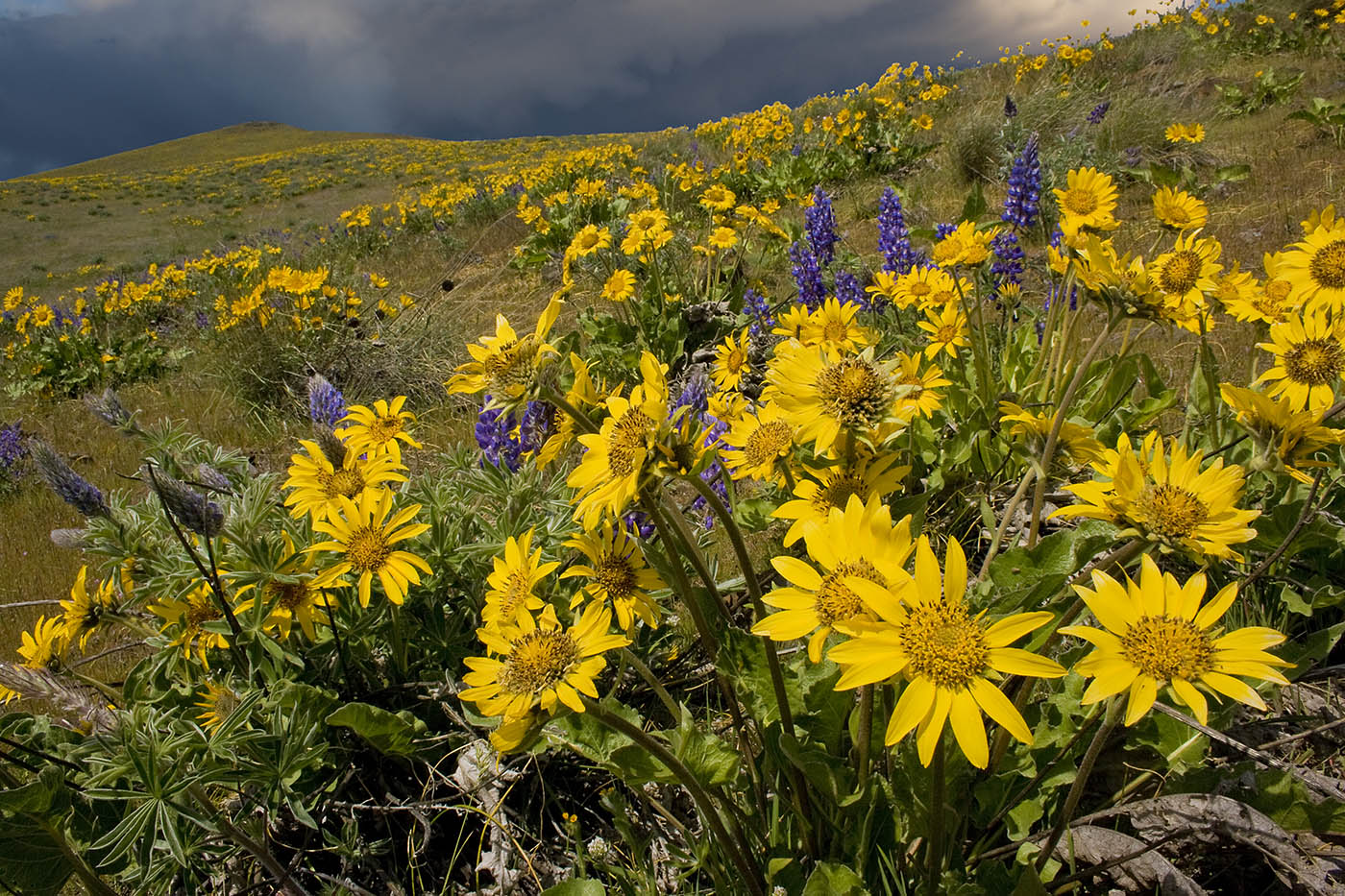 photo "Late spring day" tags: landscape, Balsam root, Columbia Gorge, Lupine, Wildflowers