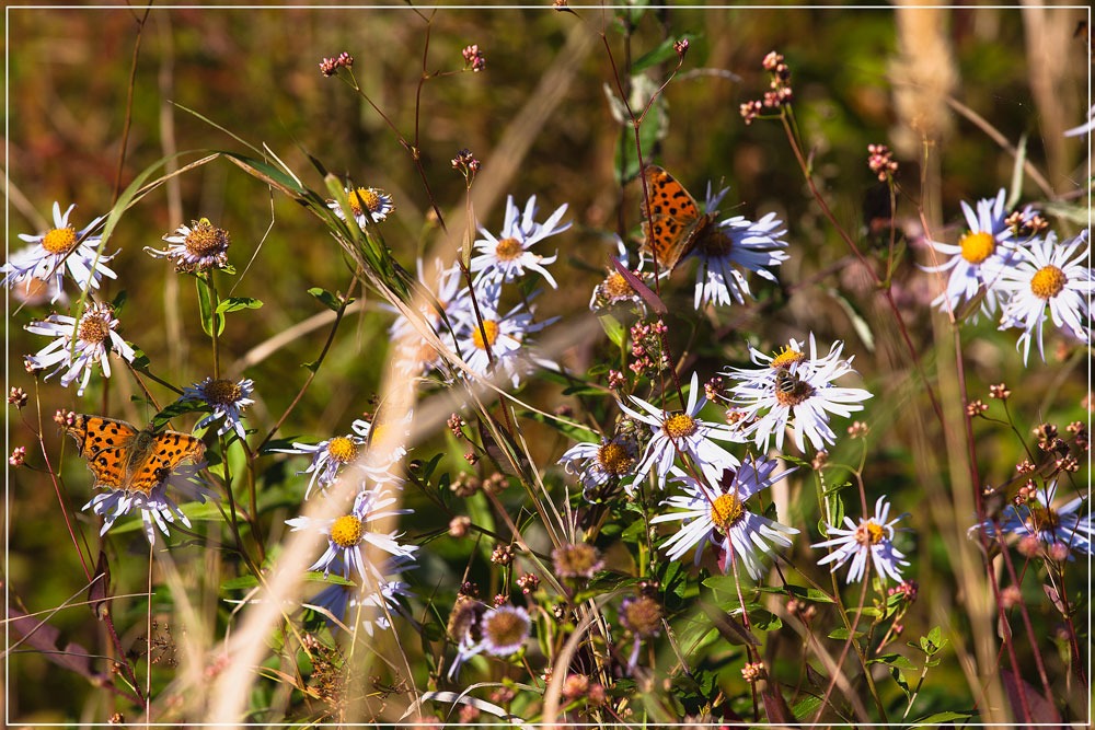 photo "***" tags: nature, autumn, insect, цветы.