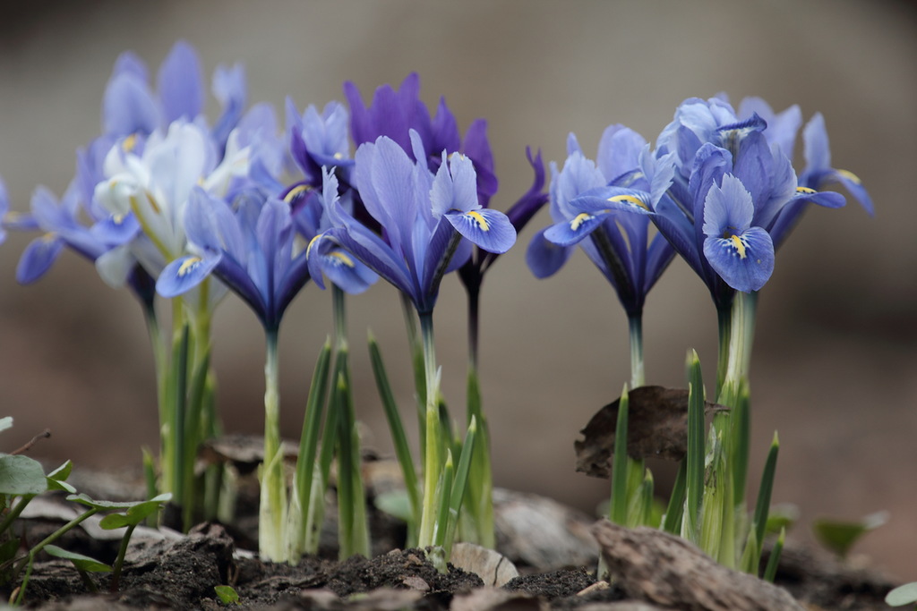 photo "Primroses" tags: nature, macro and close-up, flowers, spring, зелень