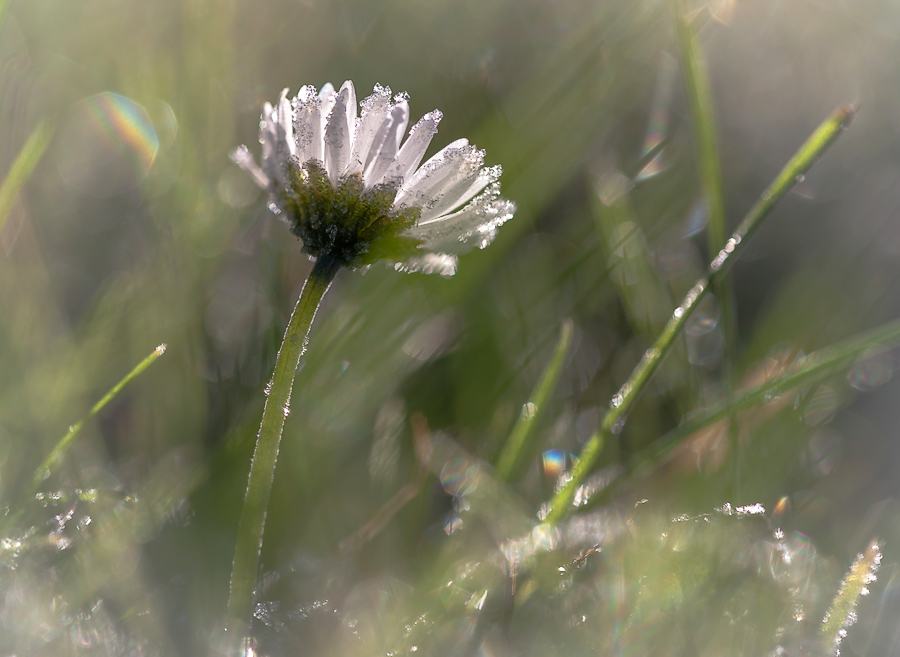 photo "***" tags: macro and close-up, nature, autumn, flowers, light