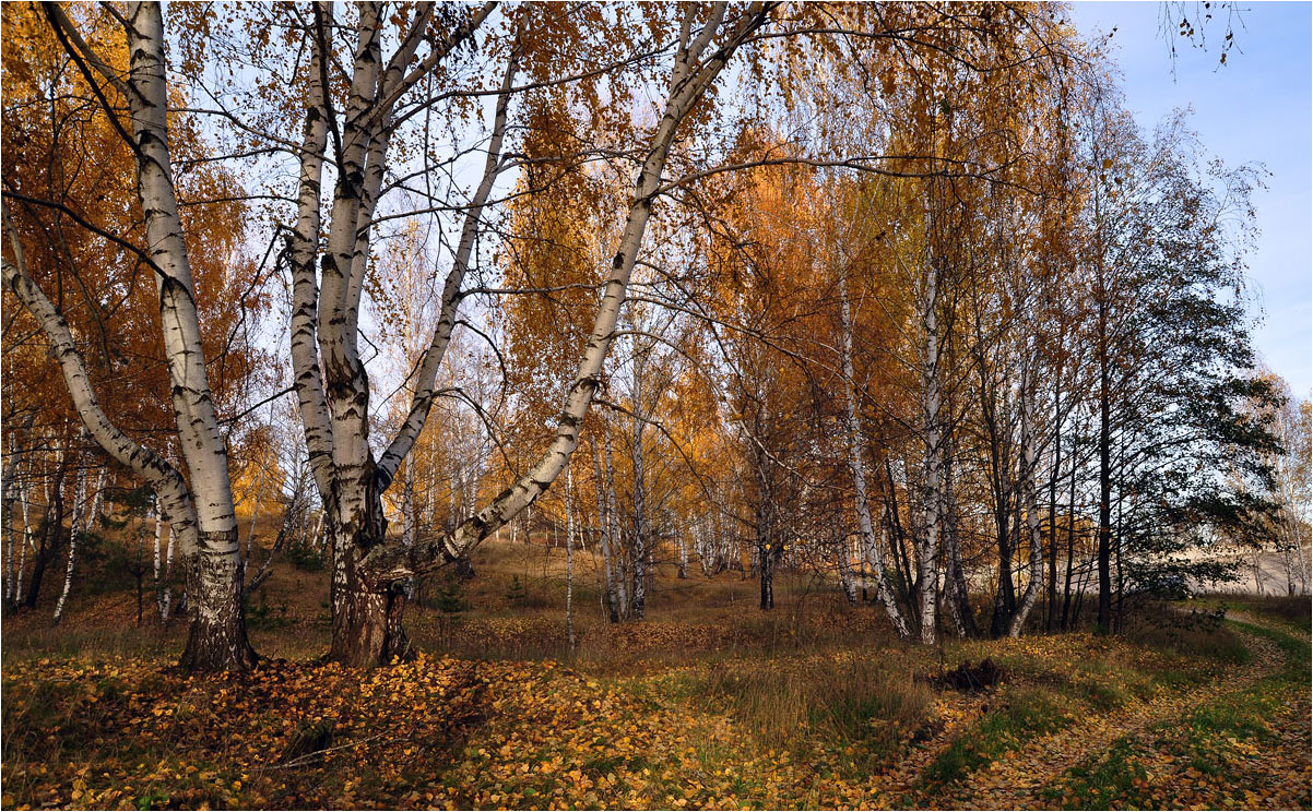 фото "Осеннее настроение" метки: пейзаж, березы, осень