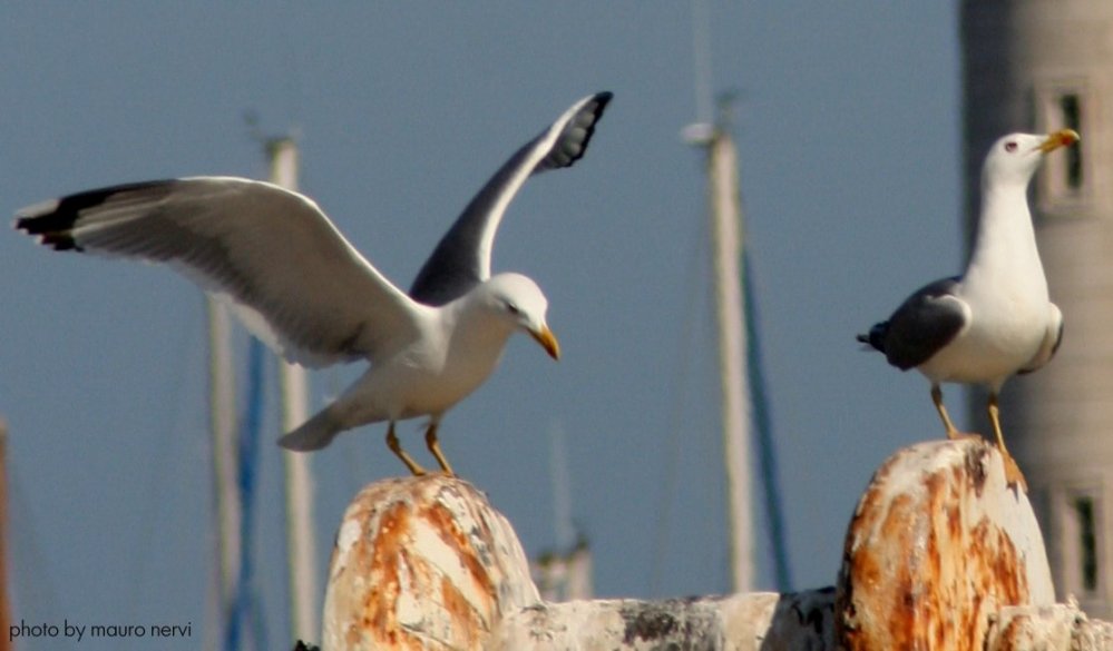 photo "seagulls" tags: landscape, 