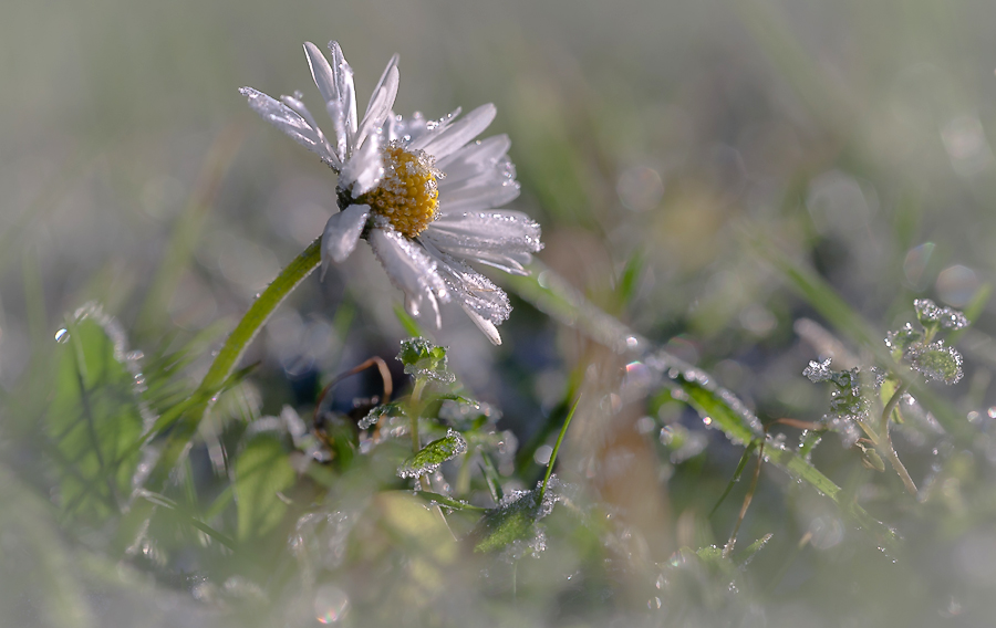 photo "***" tags: macro and close-up, nature, flowers, light, sun