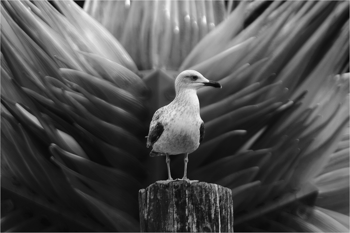photo "The dream about the big feathers" tags: black&white, nature, genre, 