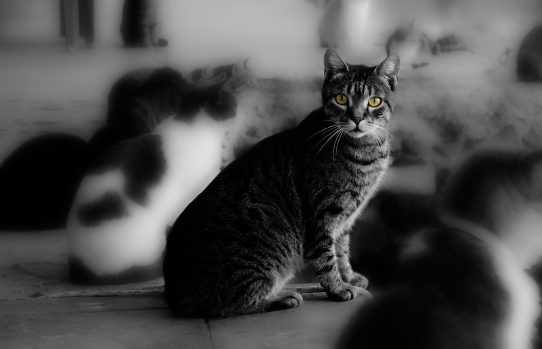 photo "What ?" tags: black&white, portrait, street, animal, black and white, cat