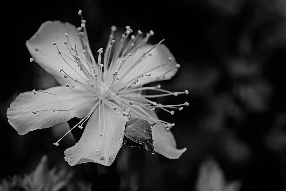 photo "***" tags: macro and close-up, 