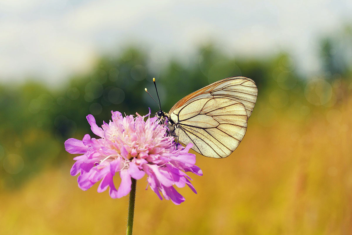 photo "***" tags: nature, macro and close-up, 