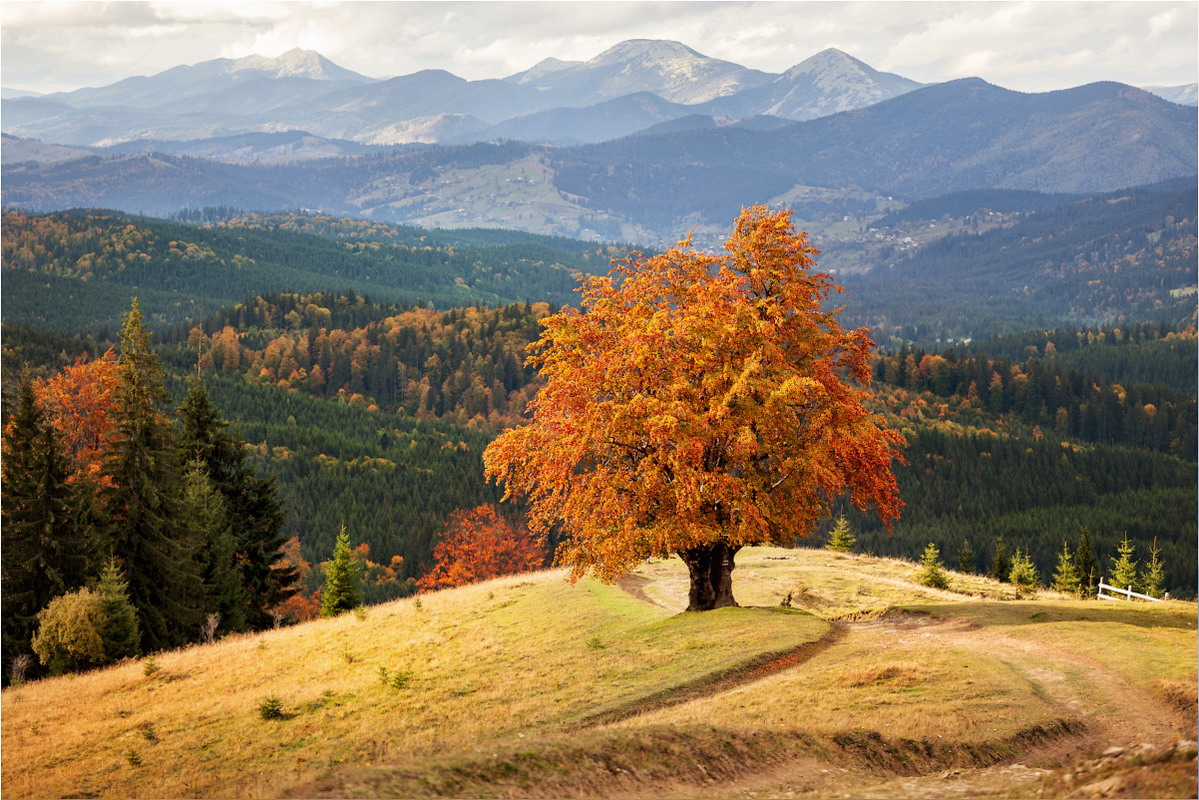 photo "***" tags: landscape, nature, travel, mountains, tree, Карпаты