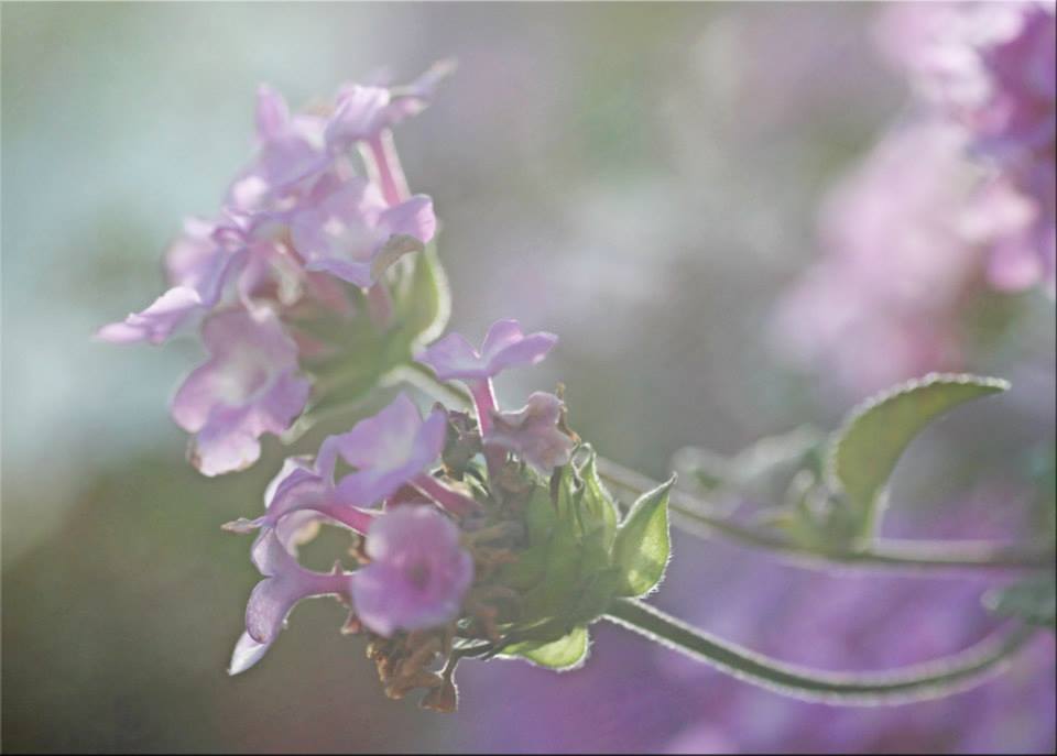 photo "***" tags: nature, macro and close-up, genre, 