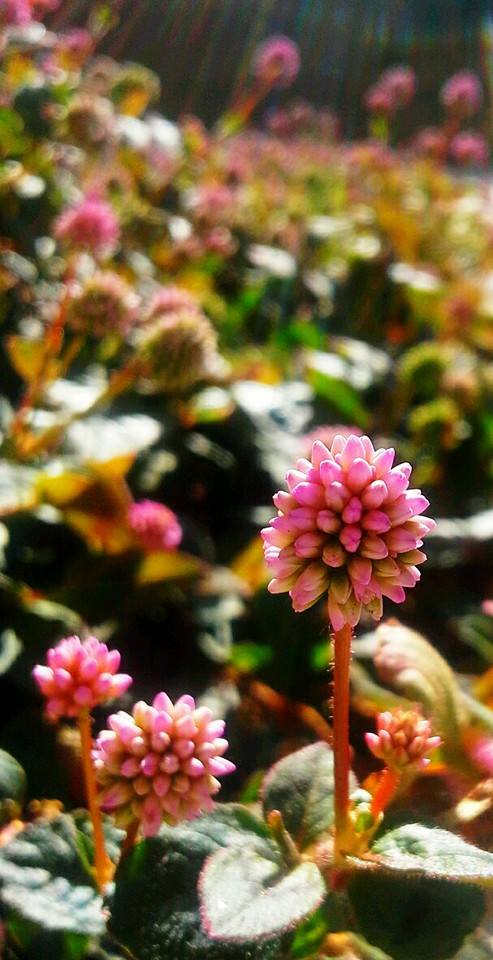 photo "***" tags: nature, macro and close-up, 