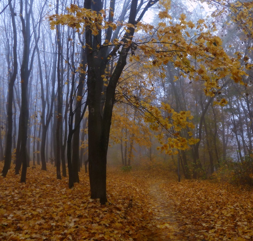 photo "***" tags: landscape, nature, Ukraine, tree