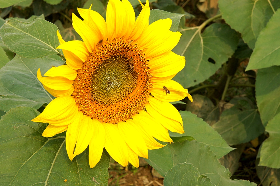 photo "Sunflower AND Bee" tags: travel, nature, old-time, flowers, forest, winter