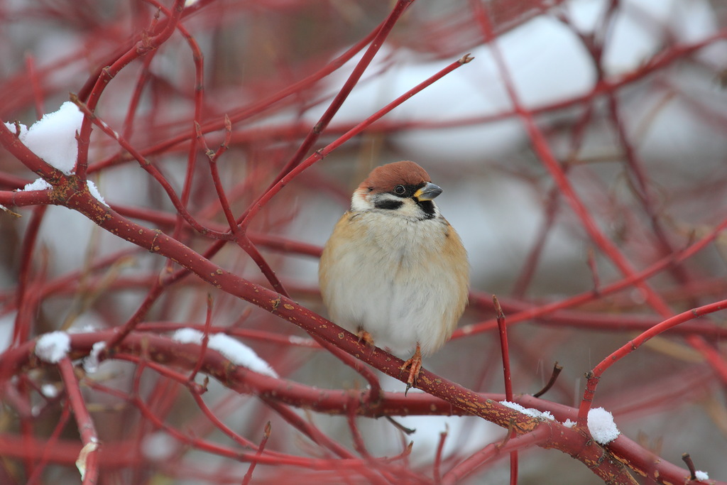 photo "***" tags: nature, macro and close-up, snow, воробьи, птицы, холод