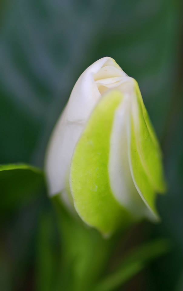 photo "***" tags: nature, macro and close-up, 