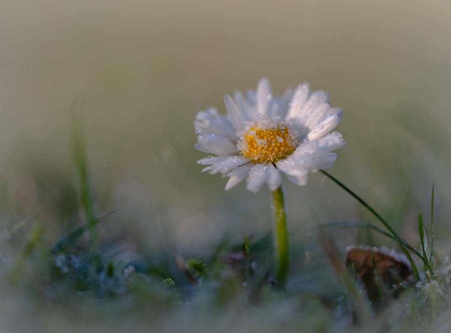 photo "***" tags: macro and close-up, nature, light, sun, маргаритка, цветок