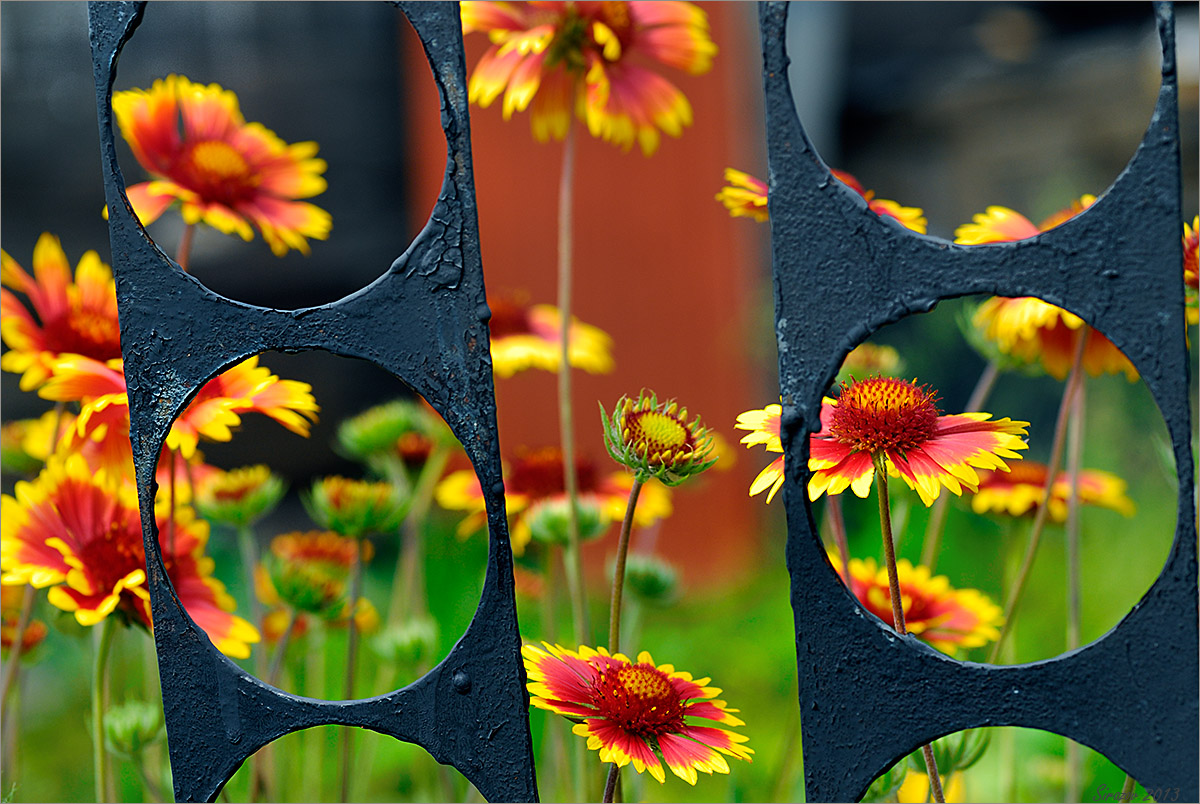 photo "Flowers through the Iron" tags: genre, 