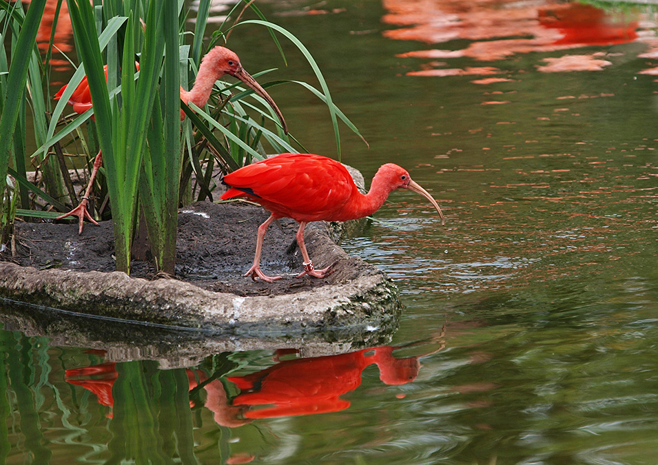 photo "Red & Green" tags: nature, reporting, portrait, 