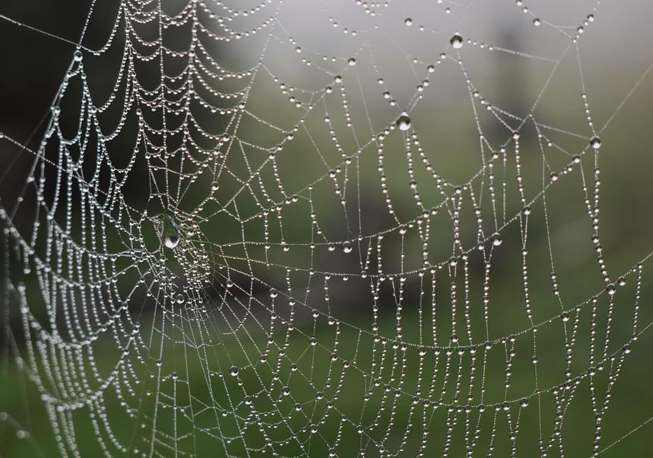 photo "Cobweb" tags: macro and close-up, 