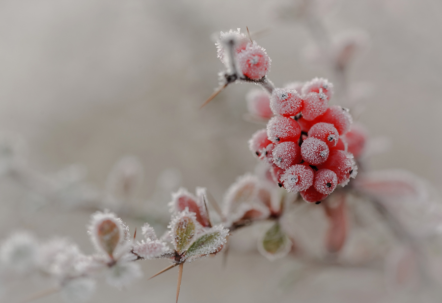 photo "***" tags: macro and close-up, nature, hoarfrost, snow, winter, Барбарис