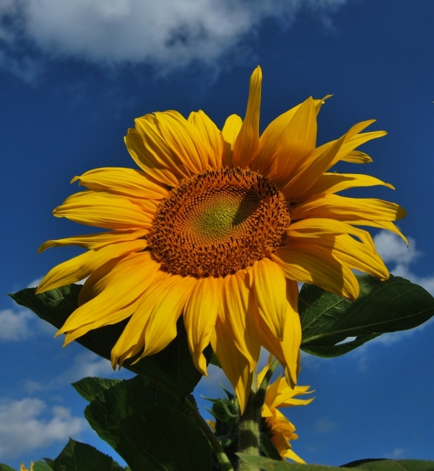 photo "***" tags: macro and close-up, 