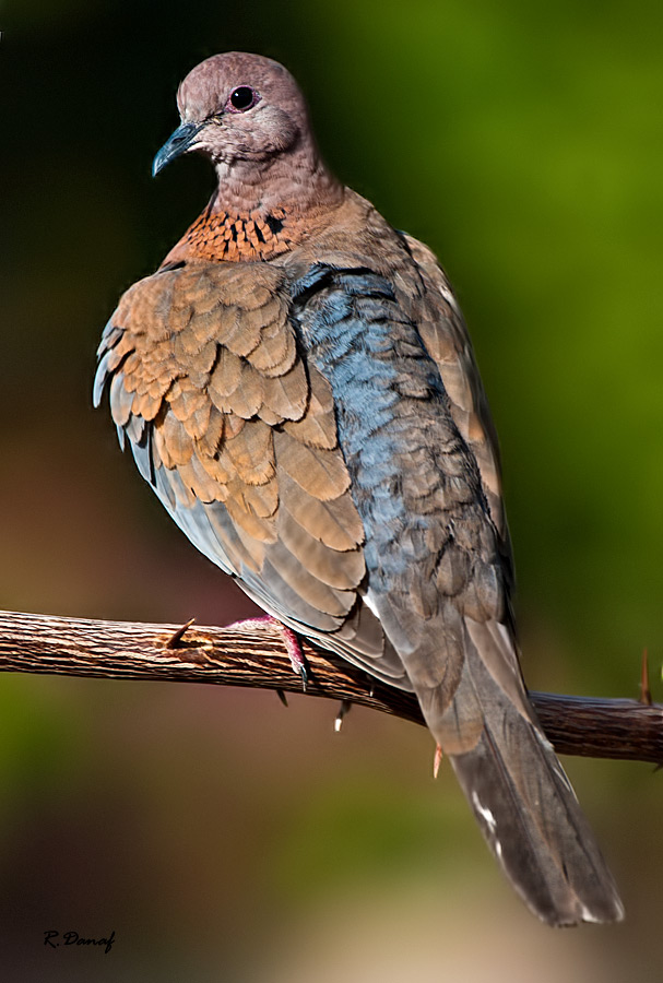 photo "Dove 2" tags: nature, 