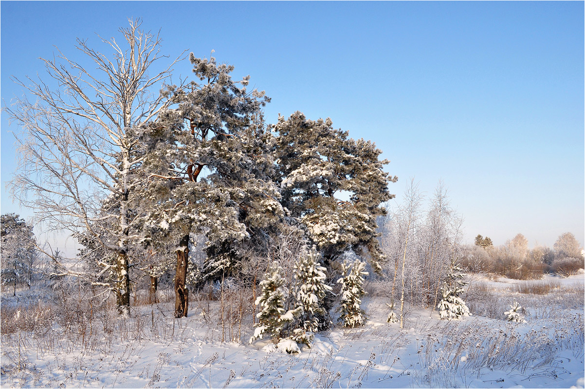 фото "Морозно" метки: пейзаж, ели, зима, иней, снег