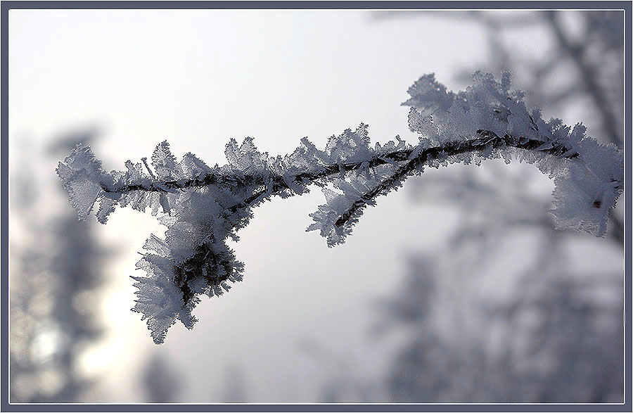 photo "***" tags: nature, hoarfrost, ветка