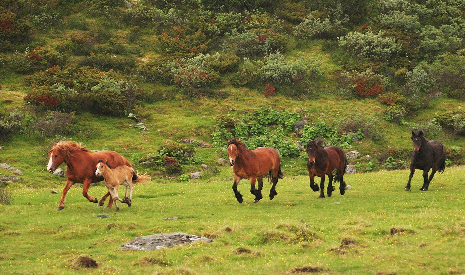 фото "Horses, freedom..." метки: репортаж, домашние животные