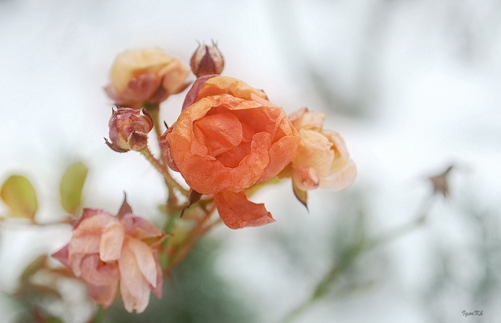 photo "***" tags: macro and close-up, 