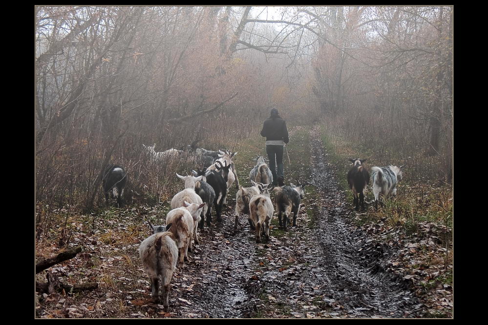 фото "Утро туманное..." метки: жанр, 