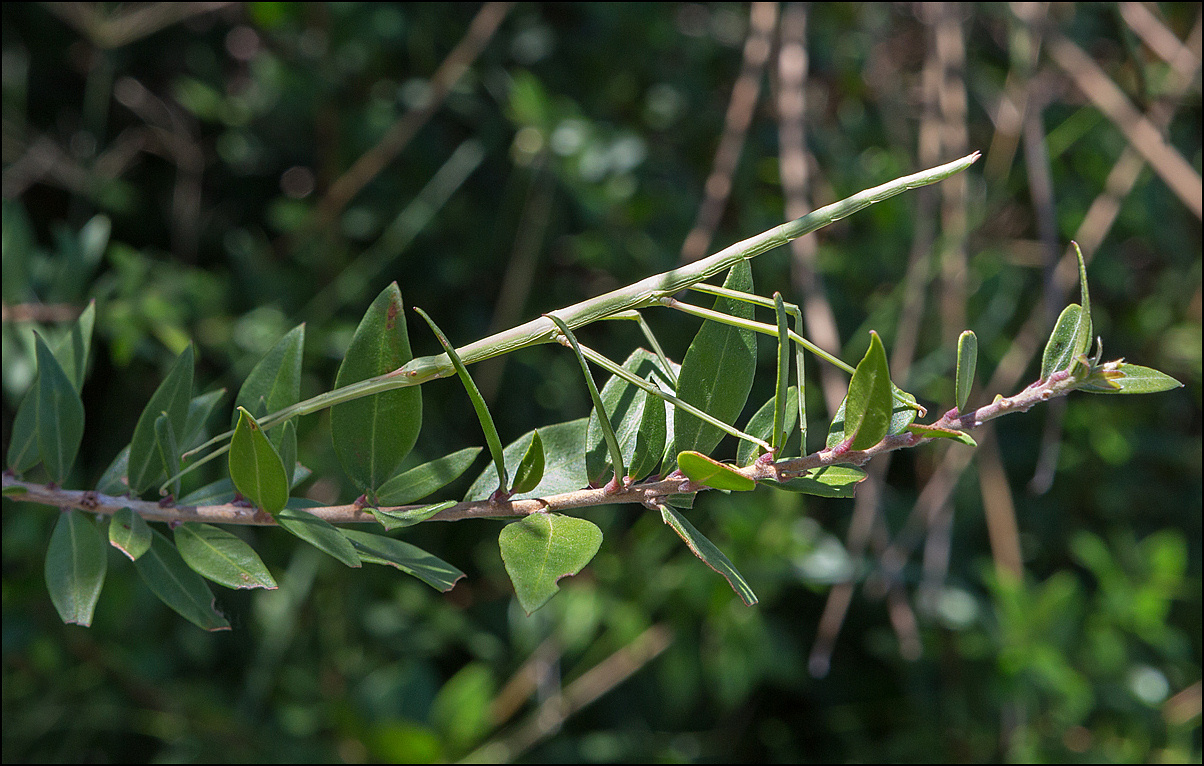 photo "Stick insect" tags: macro and close-up, nature, 