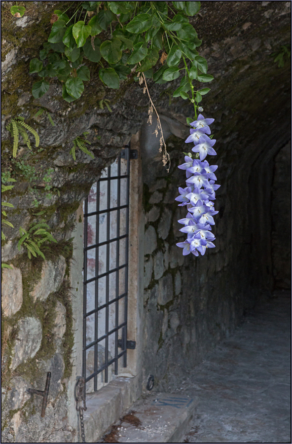 photo "Flowers of casemates" tags: nature, architecture, fragment, 