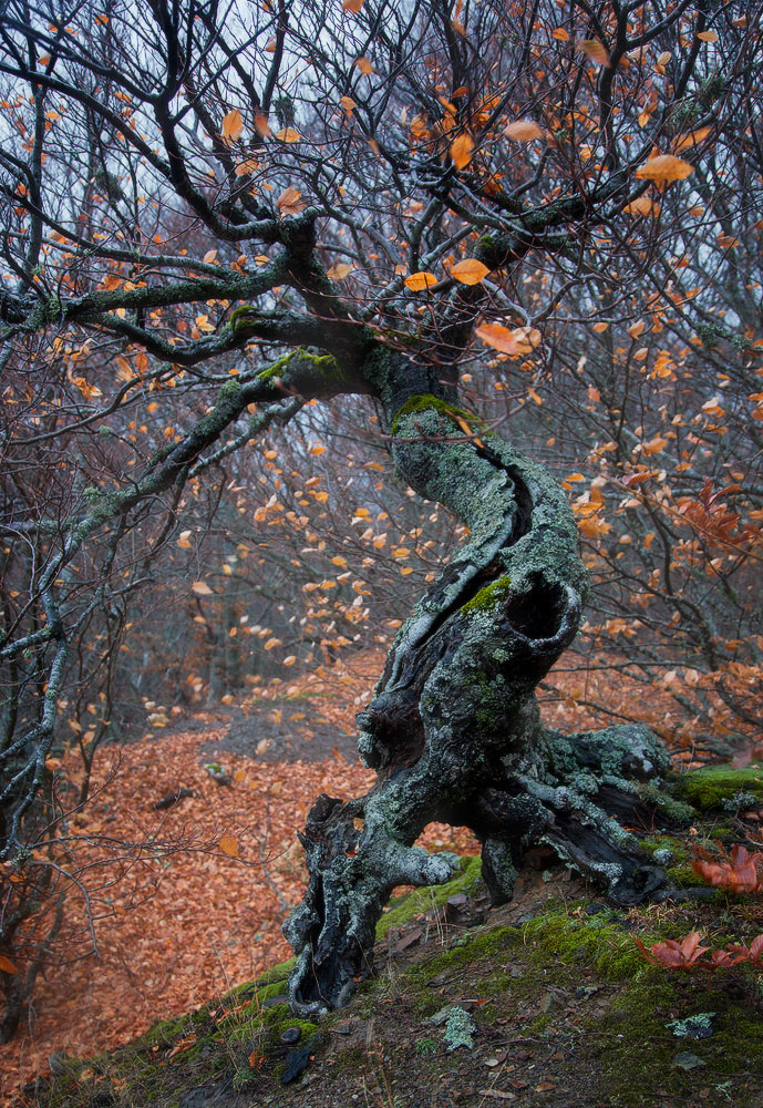 photo "***" tags: landscape, Crimea, autumn, fog, forest, демерджи