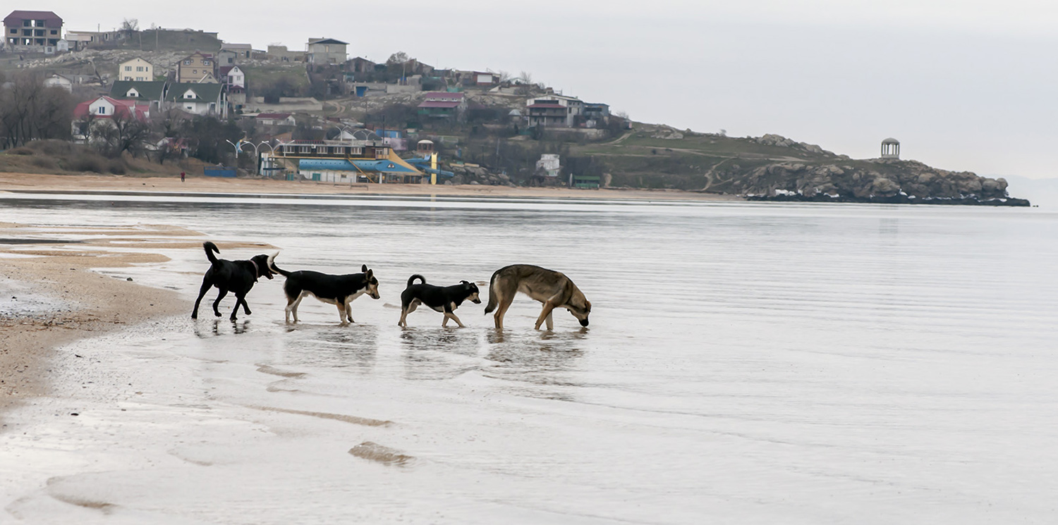 photo "***" tags: nature, beach, собаки