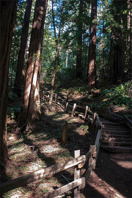 photo "REd Wood  Cal. USA" tags: nature, landscape, travel, 