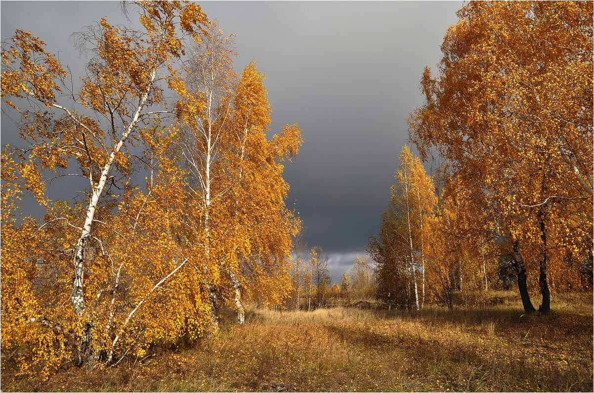 фото "Музыка осени" метки: пейзаж, березы, лес, осень