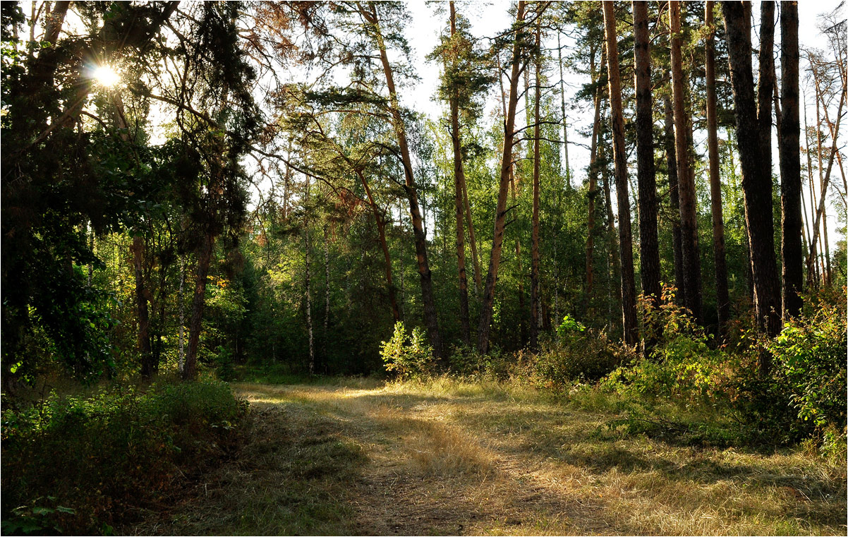 photo "***" tags: landscape, nature, forest, grass, summer, деревья