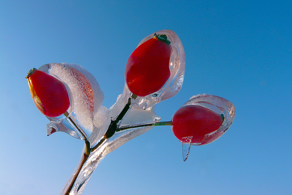 photo "***" tags: macro and close-up, nature, frost, fruits, red, snow, winter