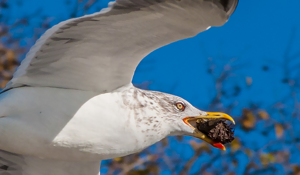 photo "Seagull Catch" tags: nature, macro and close-up, portrait, Europe, Lisbon, animals, birds, coast, coastline, harbour