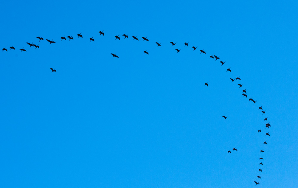 photo "Black Ibis Arch" tags: nature, landscape, panoramic, Europe, Tejo, animals, birds, estuary, portugal, river, water