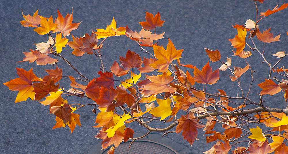 photo "Seasons" tags: nature, macro and close-up, street, Europe, Lisbon, autumn, city., portugal