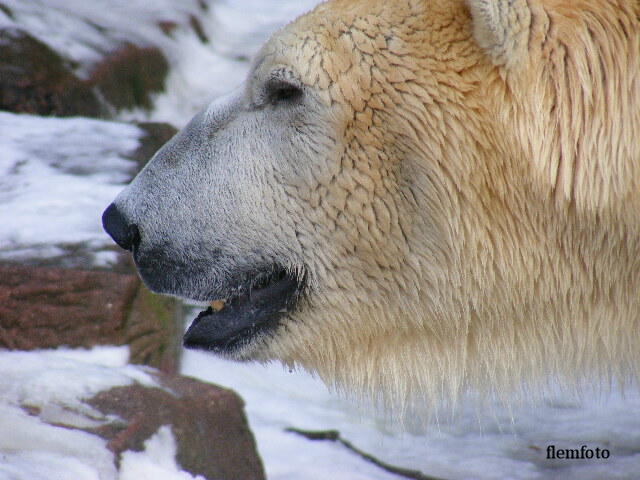 фото "Polar bear" метки: , 