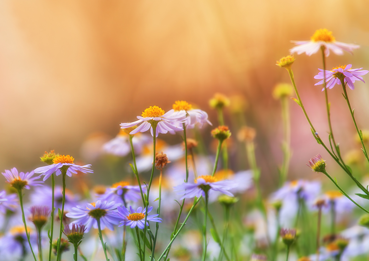 photo "***" tags: macro and close-up, nature, 