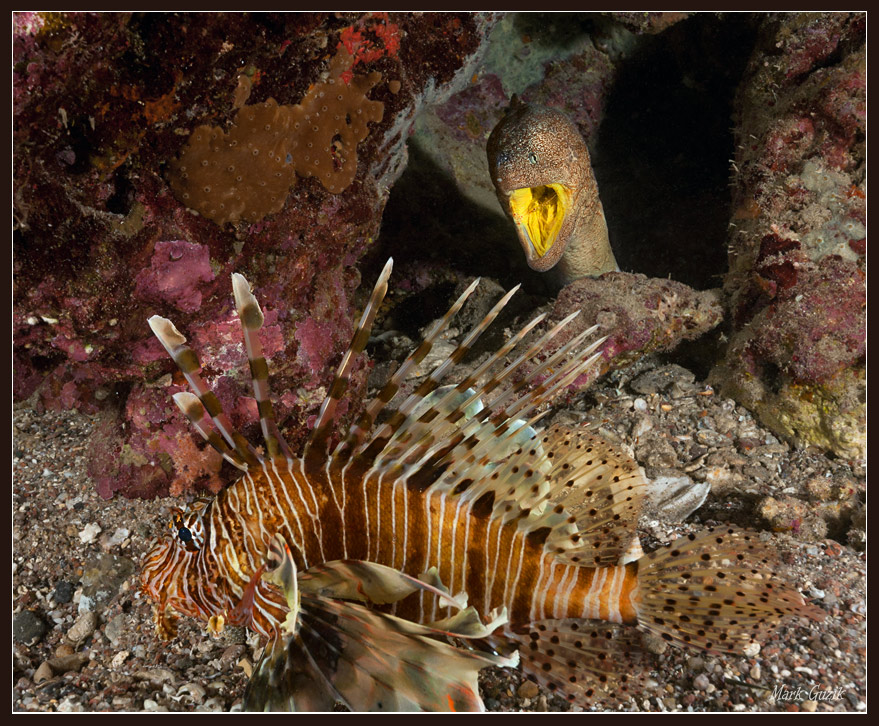 photo "Busy!!!" tags: underwater, 