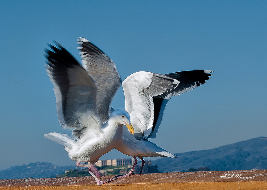 фото "Birds # 2 San Francisco Pier 41" метки: природа, пейзаж, путешествия, 