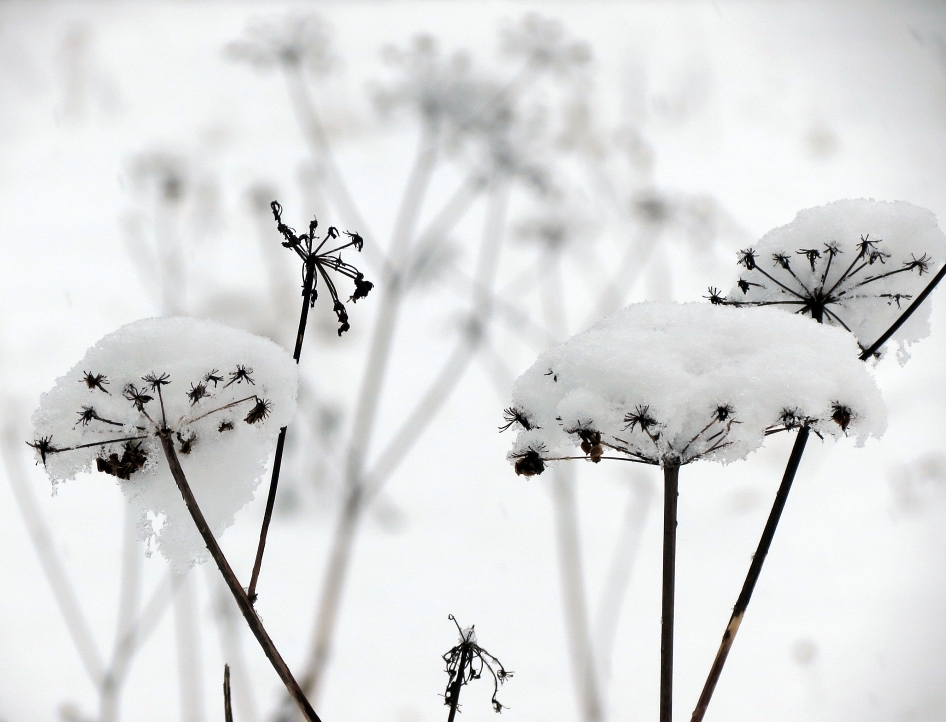 photo "First snow again" tags: landscape, nature, macro and close-up, 