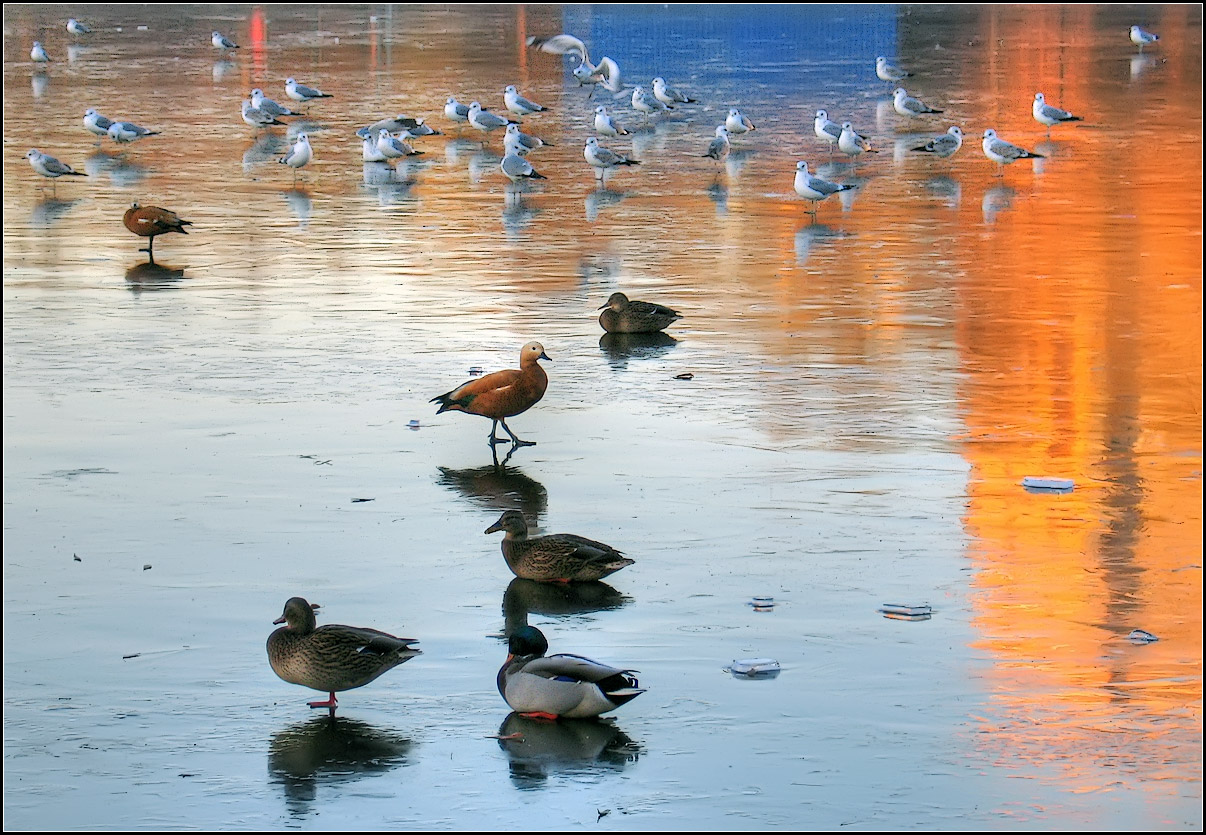 photo "on thin ice" tags: nature, city, 