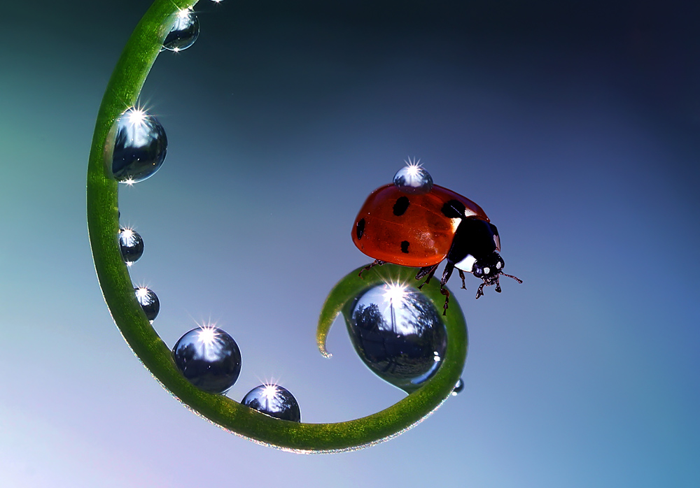 photo "***" tags: macro and close-up, nature, montage, божья коровка