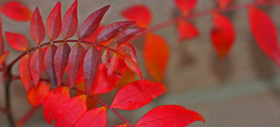 photo "***" tags: nature, macro and close-up, 